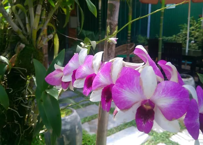 Siem Reap Green Home Guesthouse